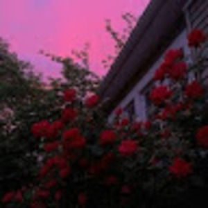 Meet your Posher, Lexi